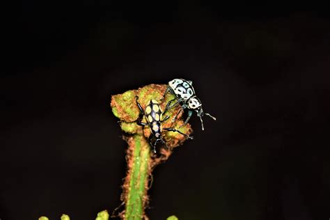Dazzling new mimic beetle species found in the Philippines.